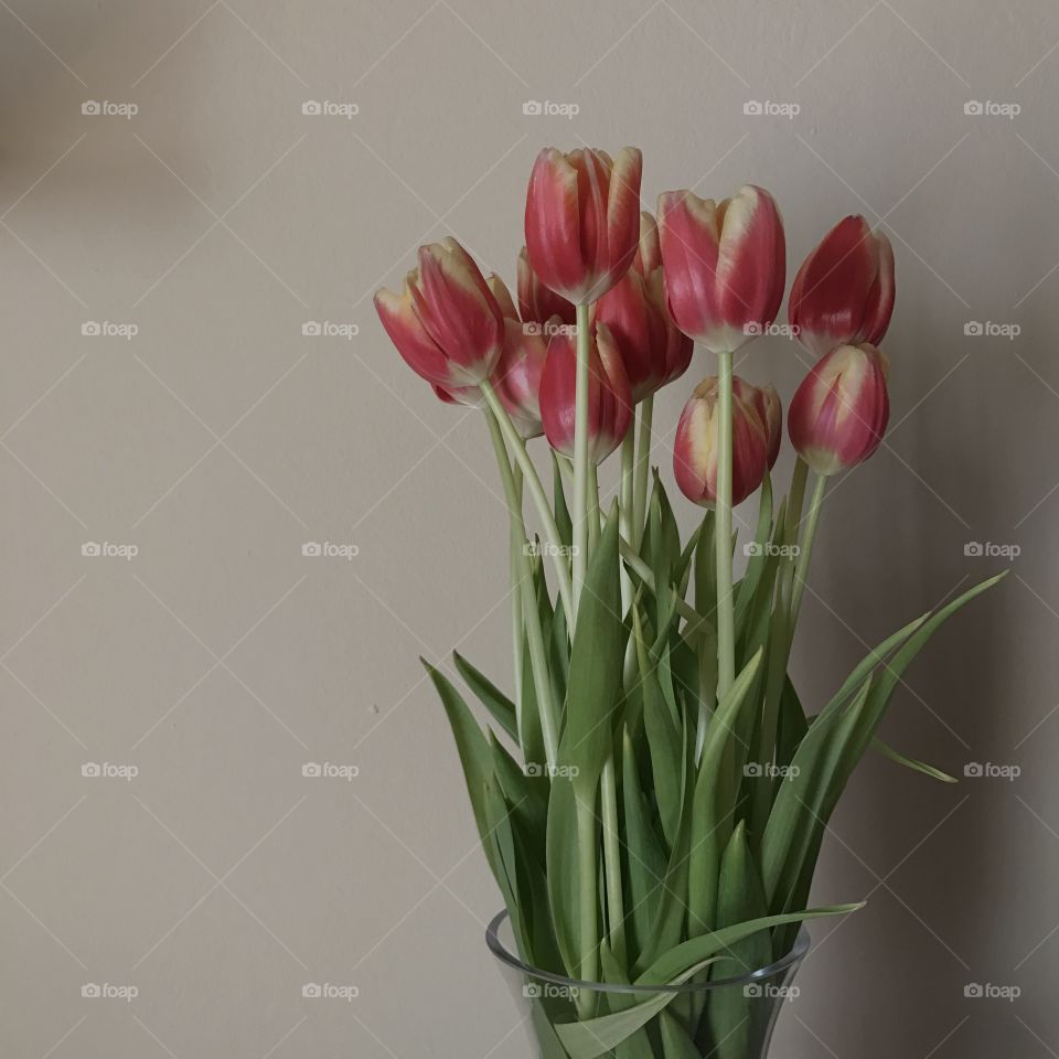 Tulips 💐