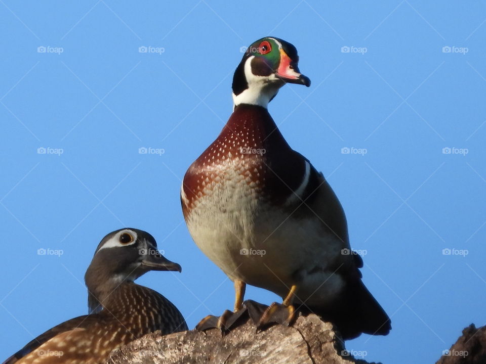 Wood ducks male and female perched on their nest on top of a tall tree in the early morning light
