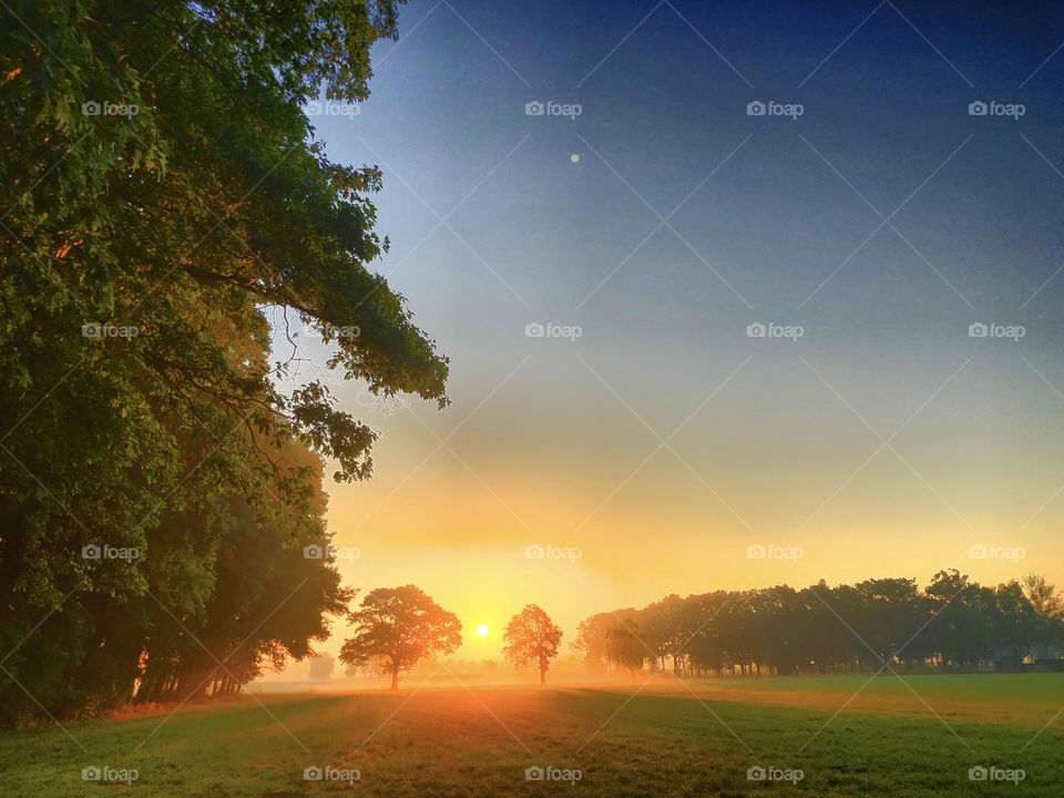 Sunrise and trees 