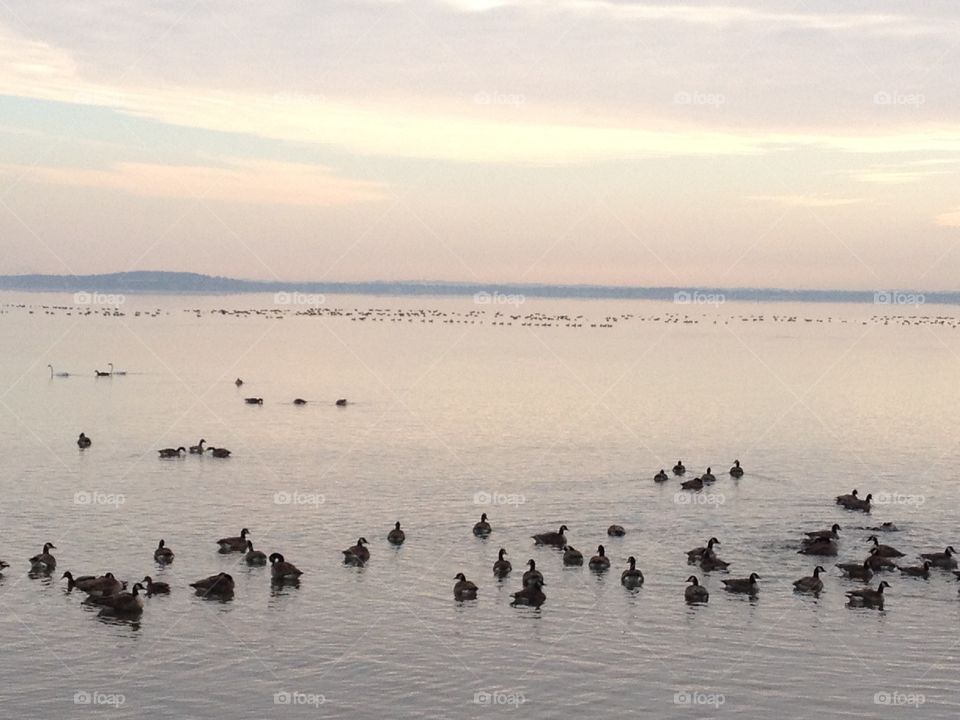 Ducks on the Lake. Ducks on Lake Mendota, Wisconsin