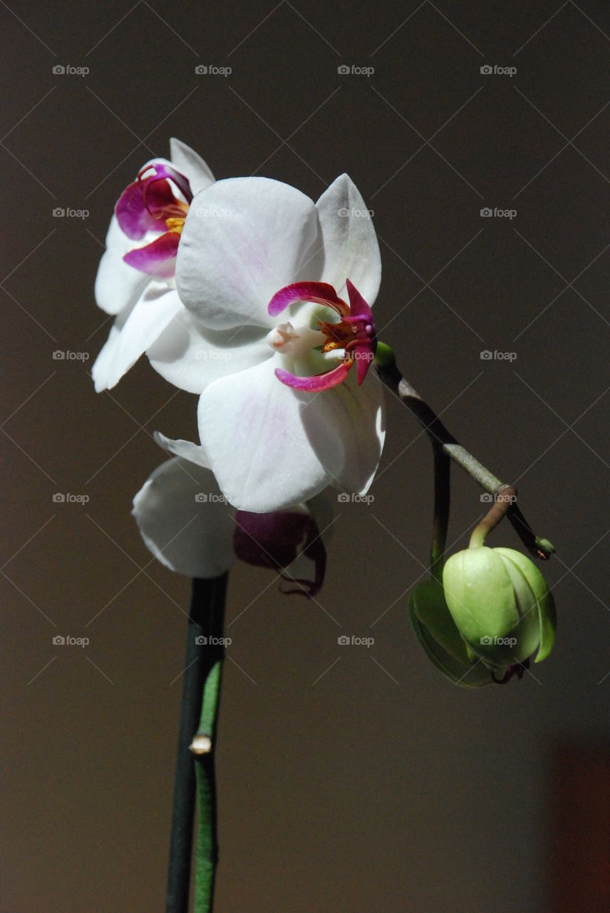 Orquidea