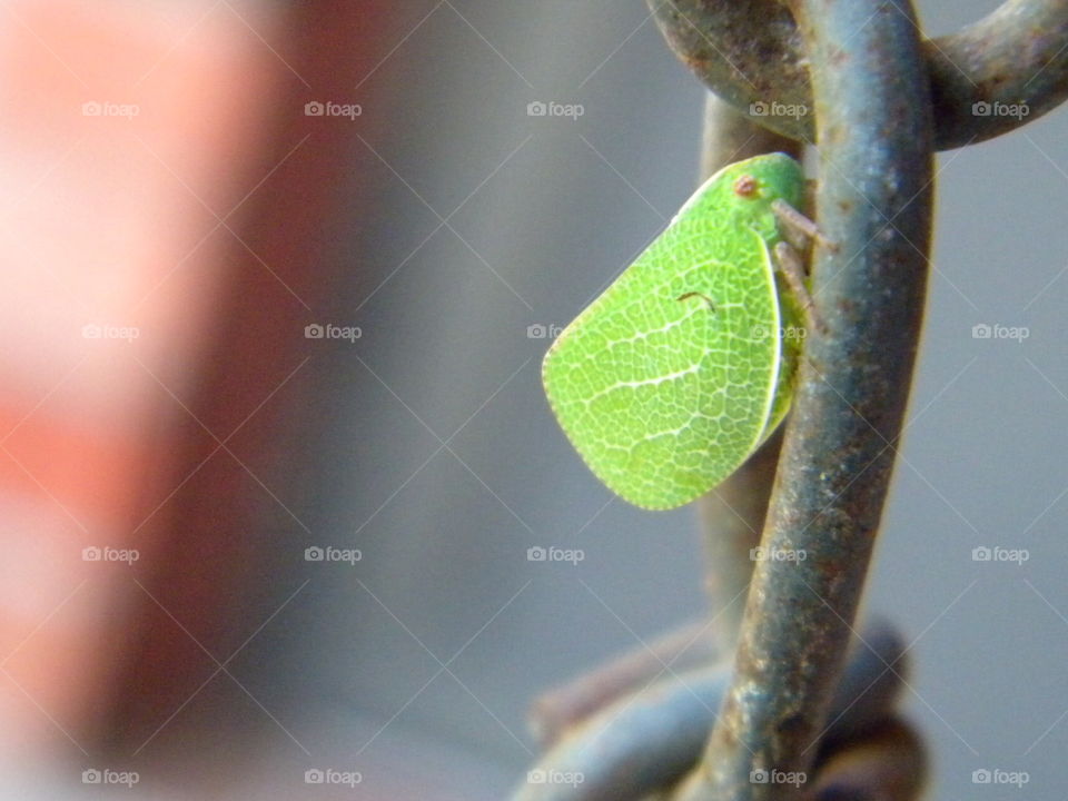 No Person, Nature, Blur, Leaf, Outdoors