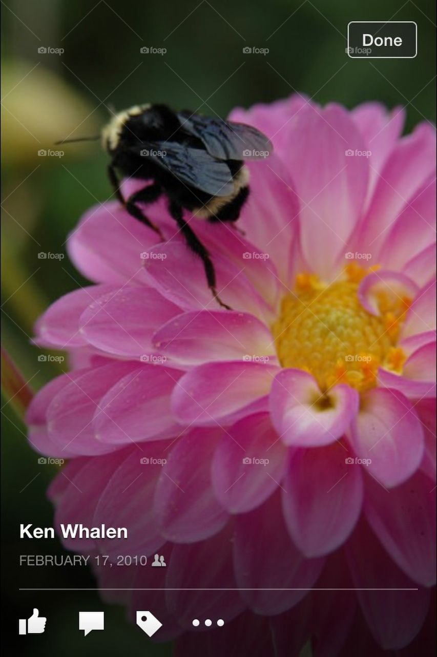 bumble Bee