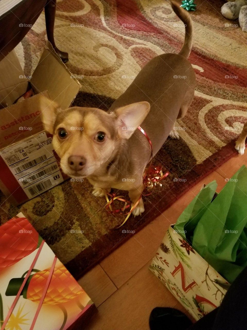 dog for christmas??