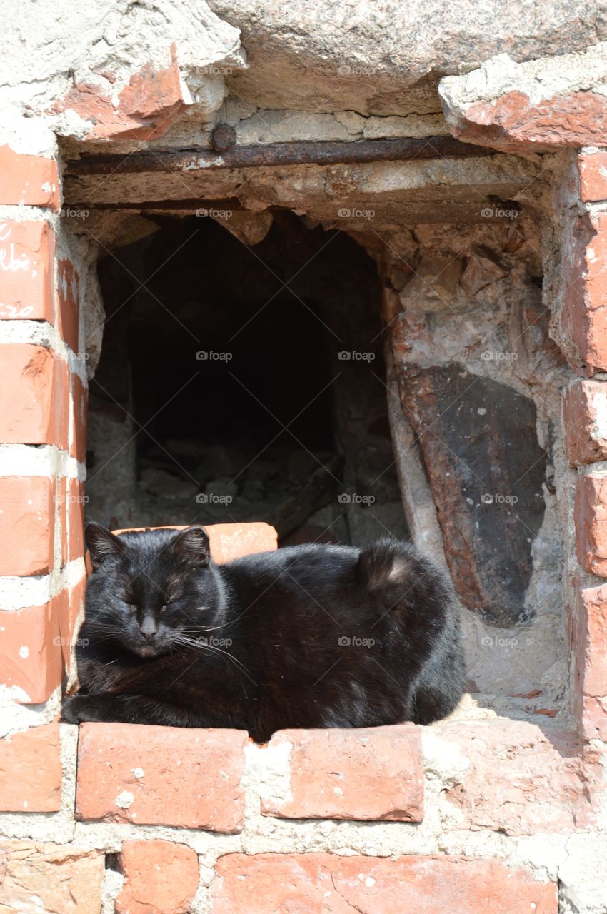 Black cat in a niche in a fence wall sleeping relaxed. Cat not afraid of tourist at all and let's to take shoots. Nice. 2016 March