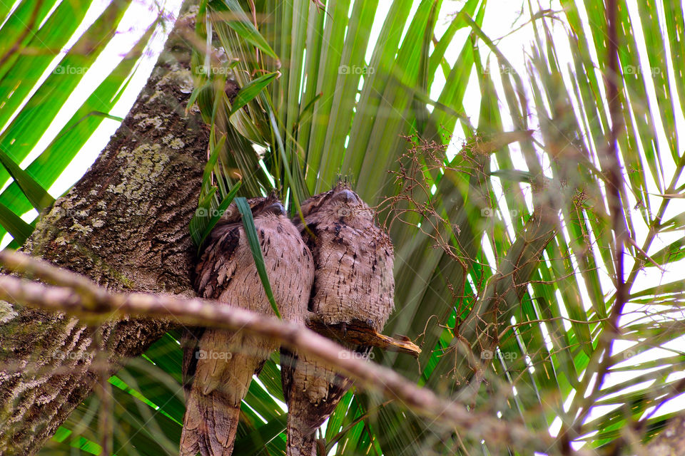 Love Birds!. Happy to get this photo of this pair of Tawny Frogmouth Owls. Not often I get to see these awesome birds.