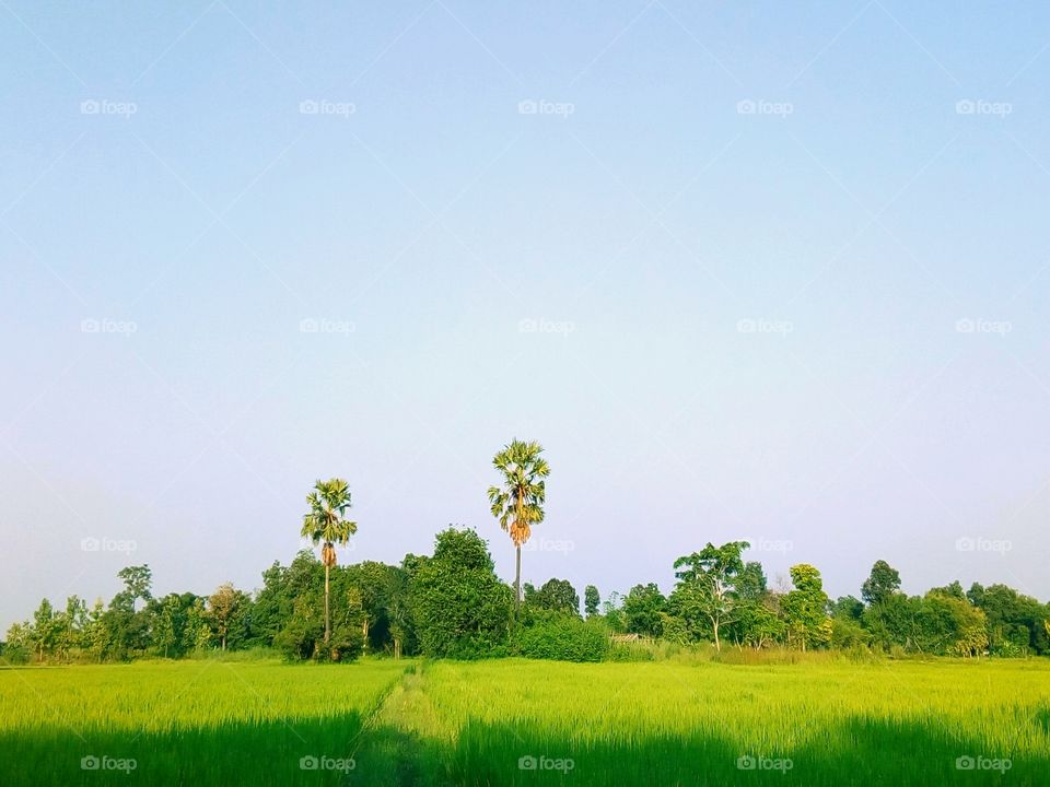 sky,field,landscape,tree
