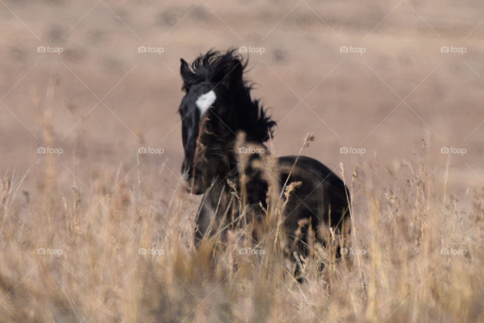 a beautiful black horse with a white patch  on its forehead running thru grass