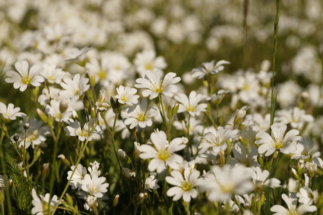 White Cerastium arvense flowers in a meadow in sunlight