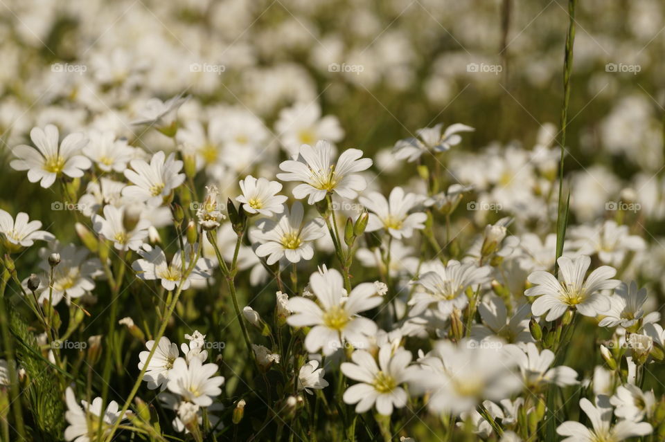 White Cerastium arvense flowers in a meadow in sunlight