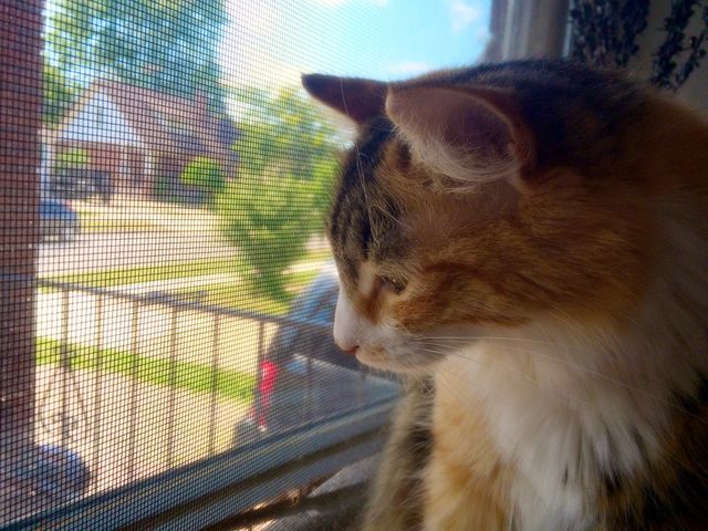 Cat profile 