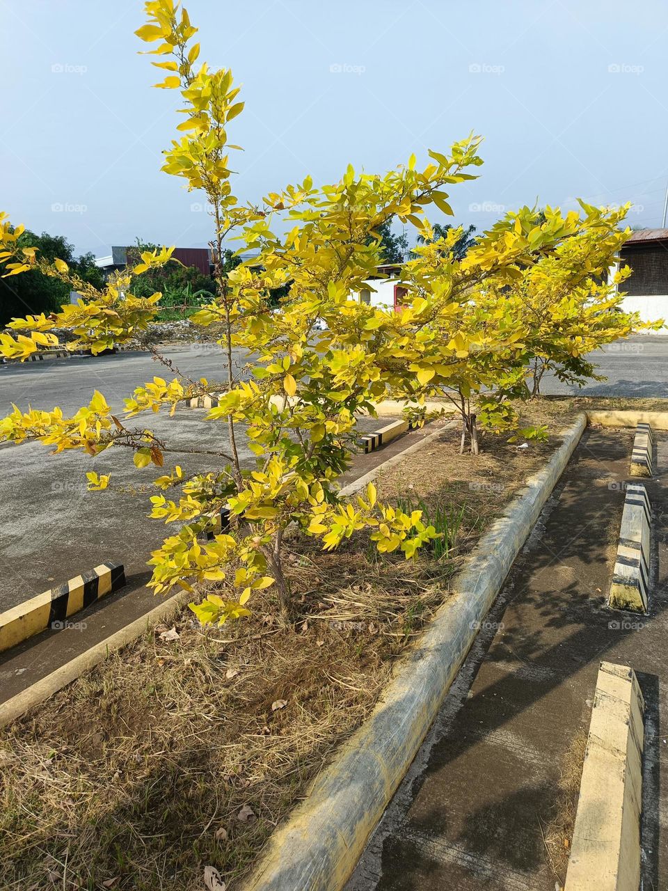 "Even in the face of hardship, this plant stands tall, its golden leaves a reminder that beauty can be found even in times of change."