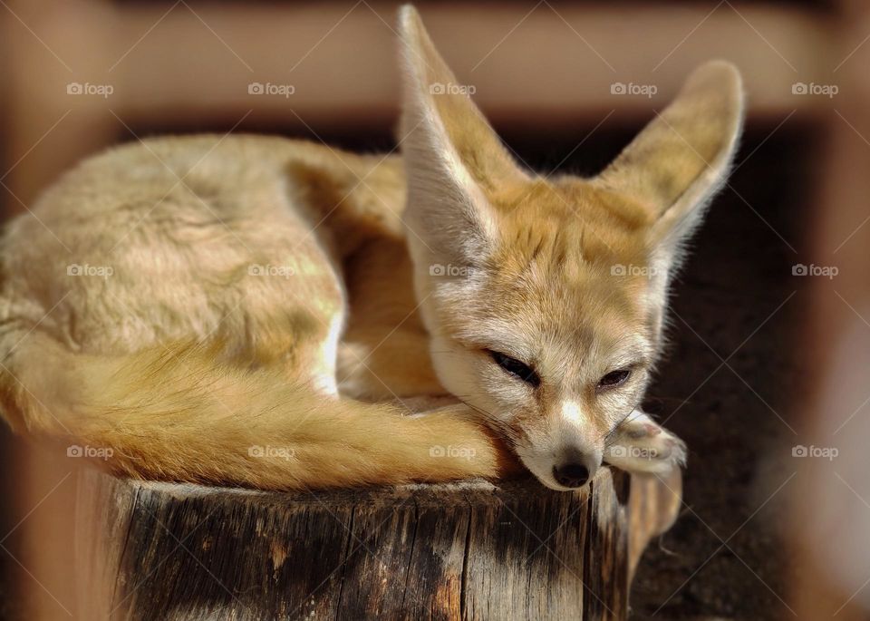 Baby fox in light