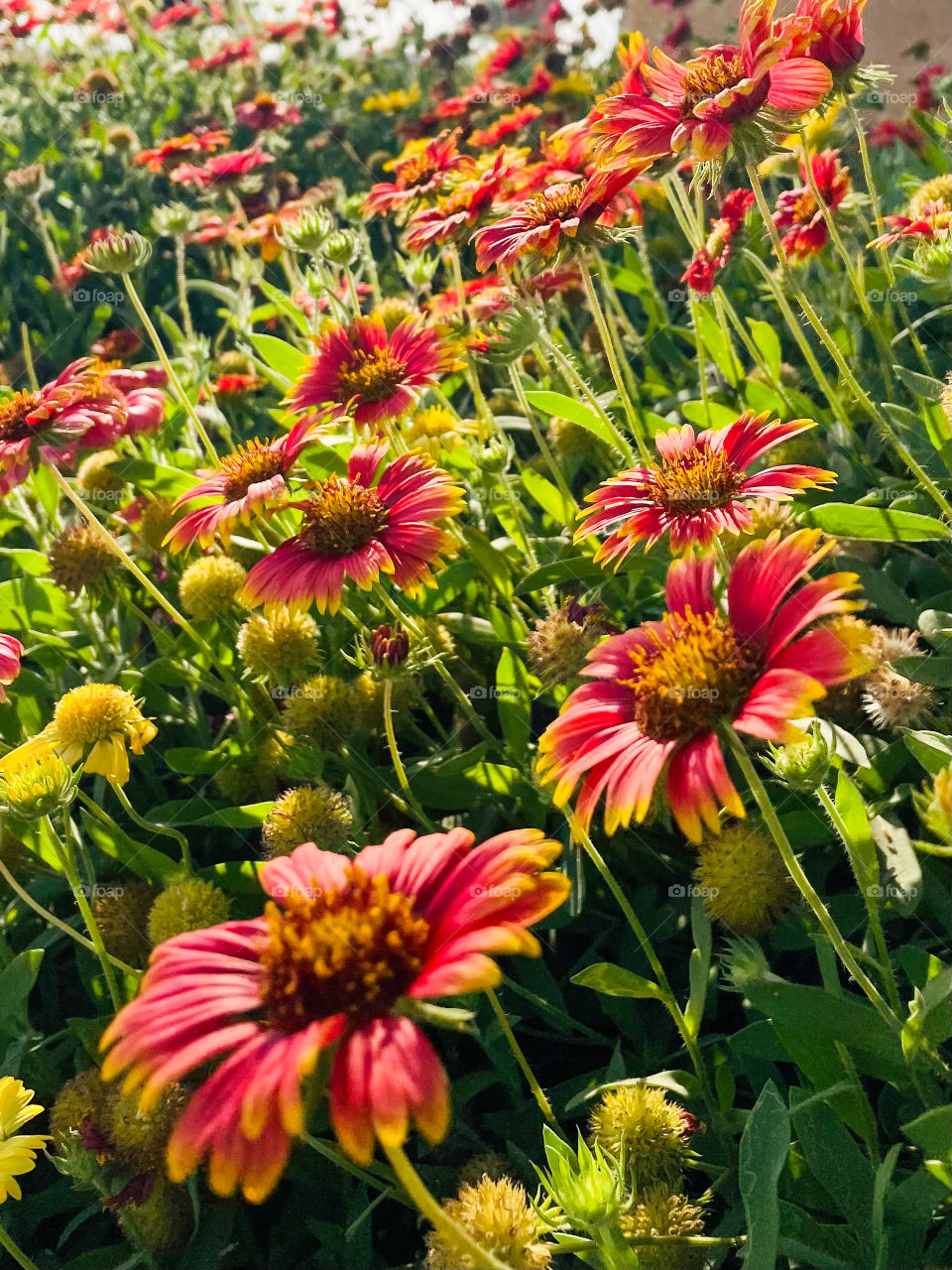 Summer flowers 