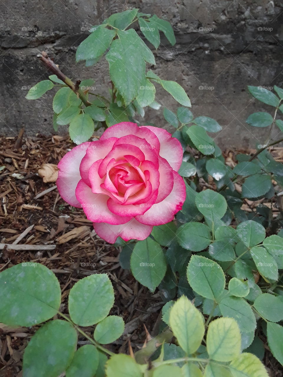 pink and white rose bush