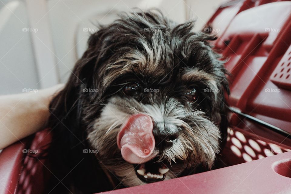 Cute puppy sticking out tongue