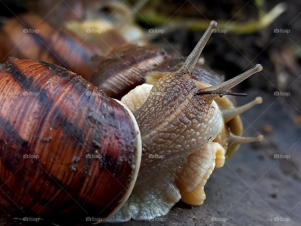 snails crawling on the ground.