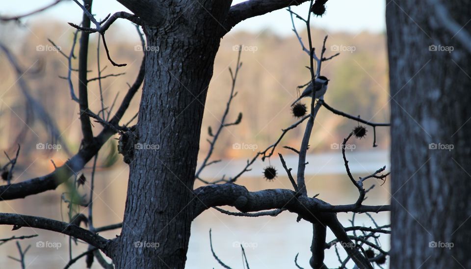 Carolina chickadee on tree branch by lake.