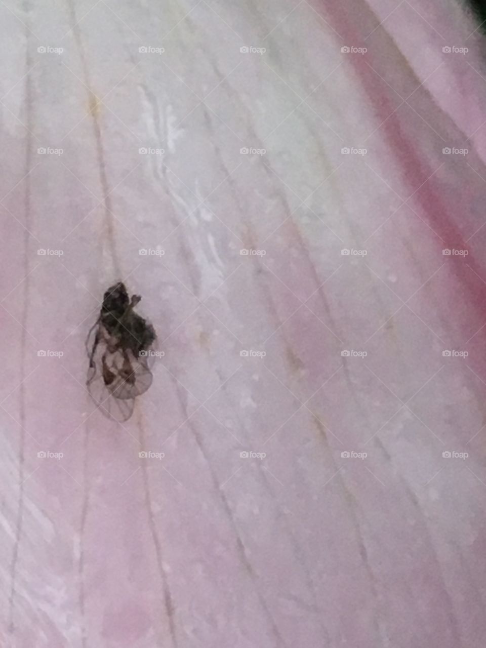 Sleeping insect in top of a petal 