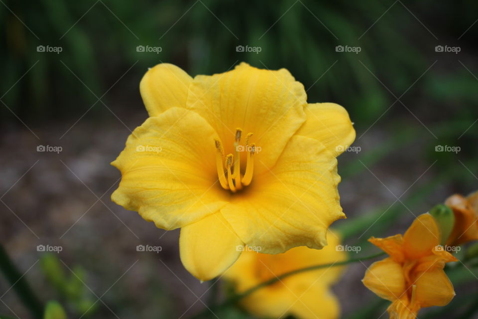 Yellow lily