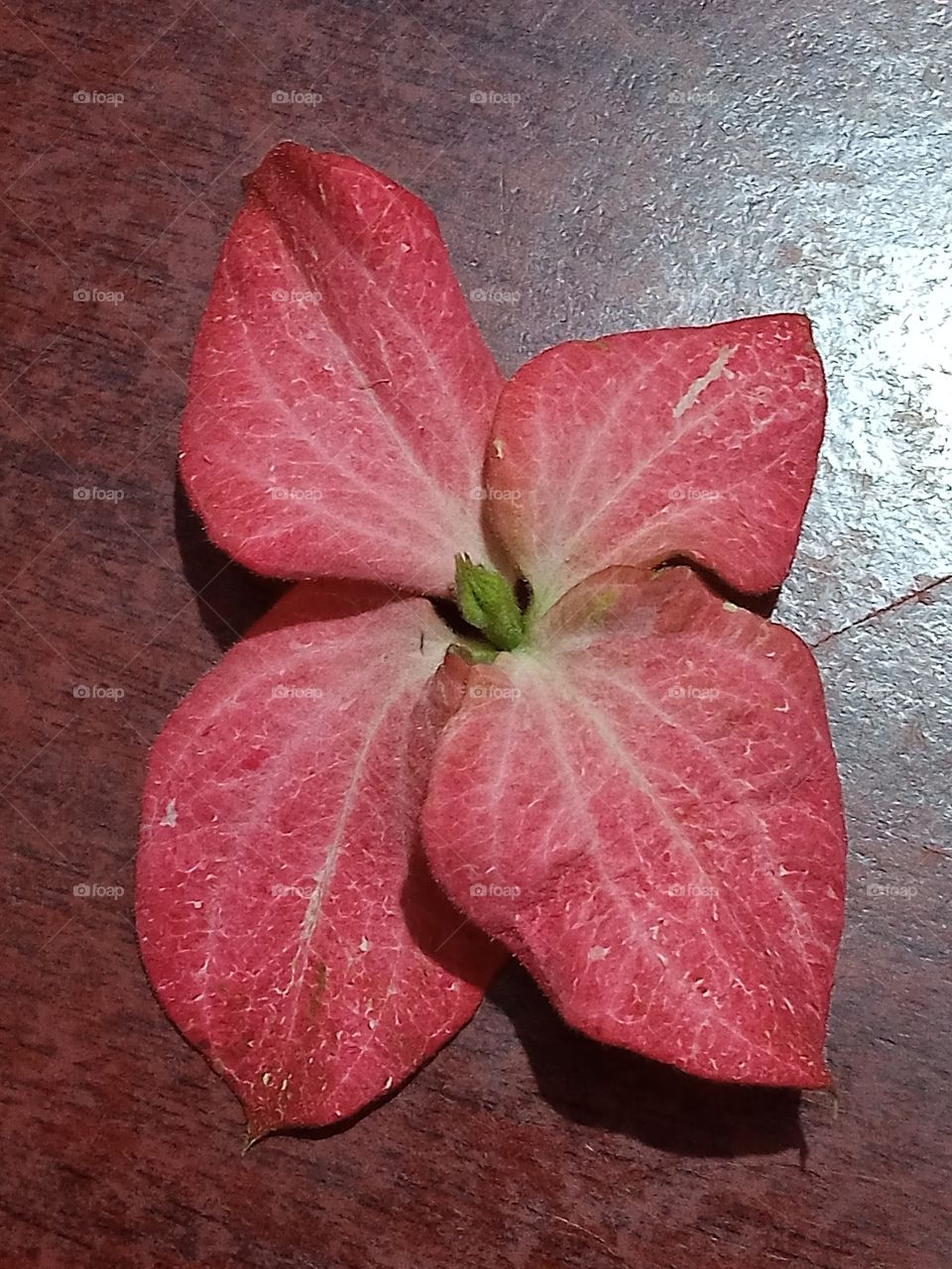 pink flower