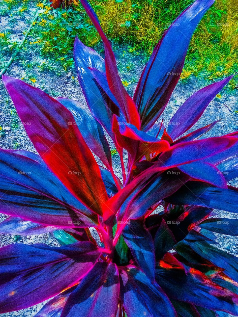 Magenta-colored flowers in the garden