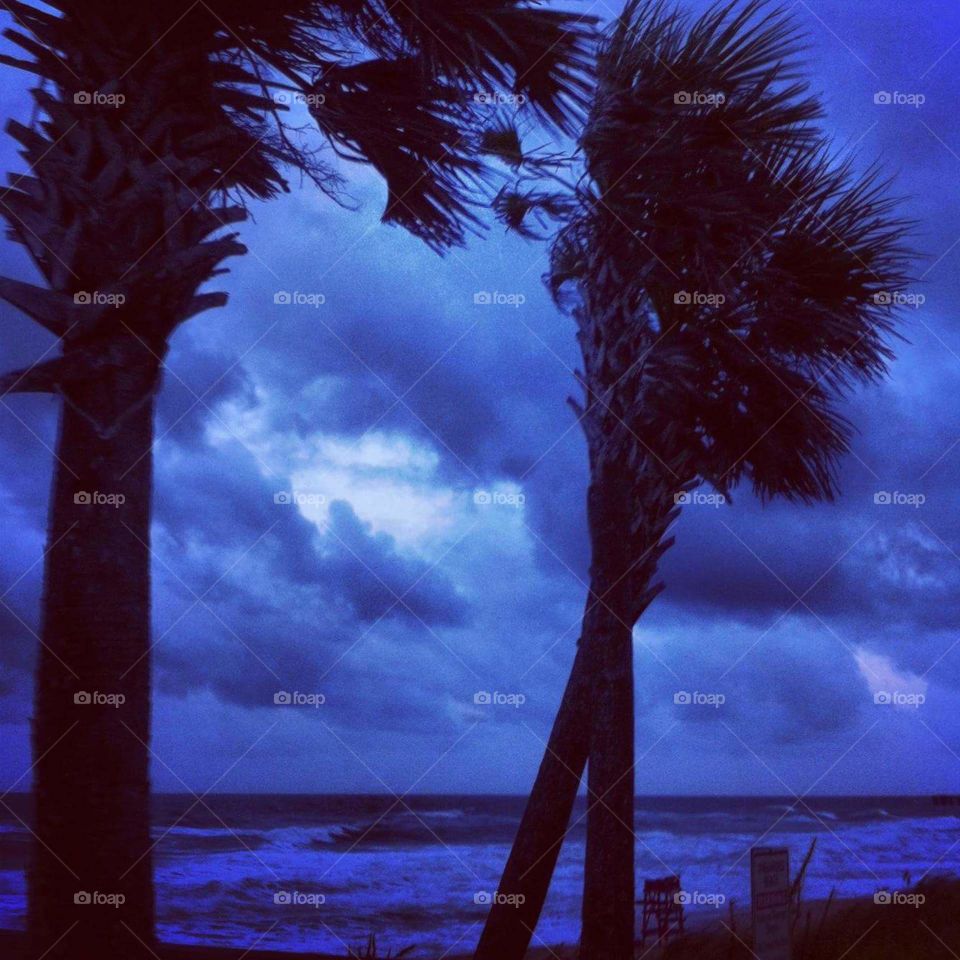 #Flaglerbeach #Florida #palmtrees