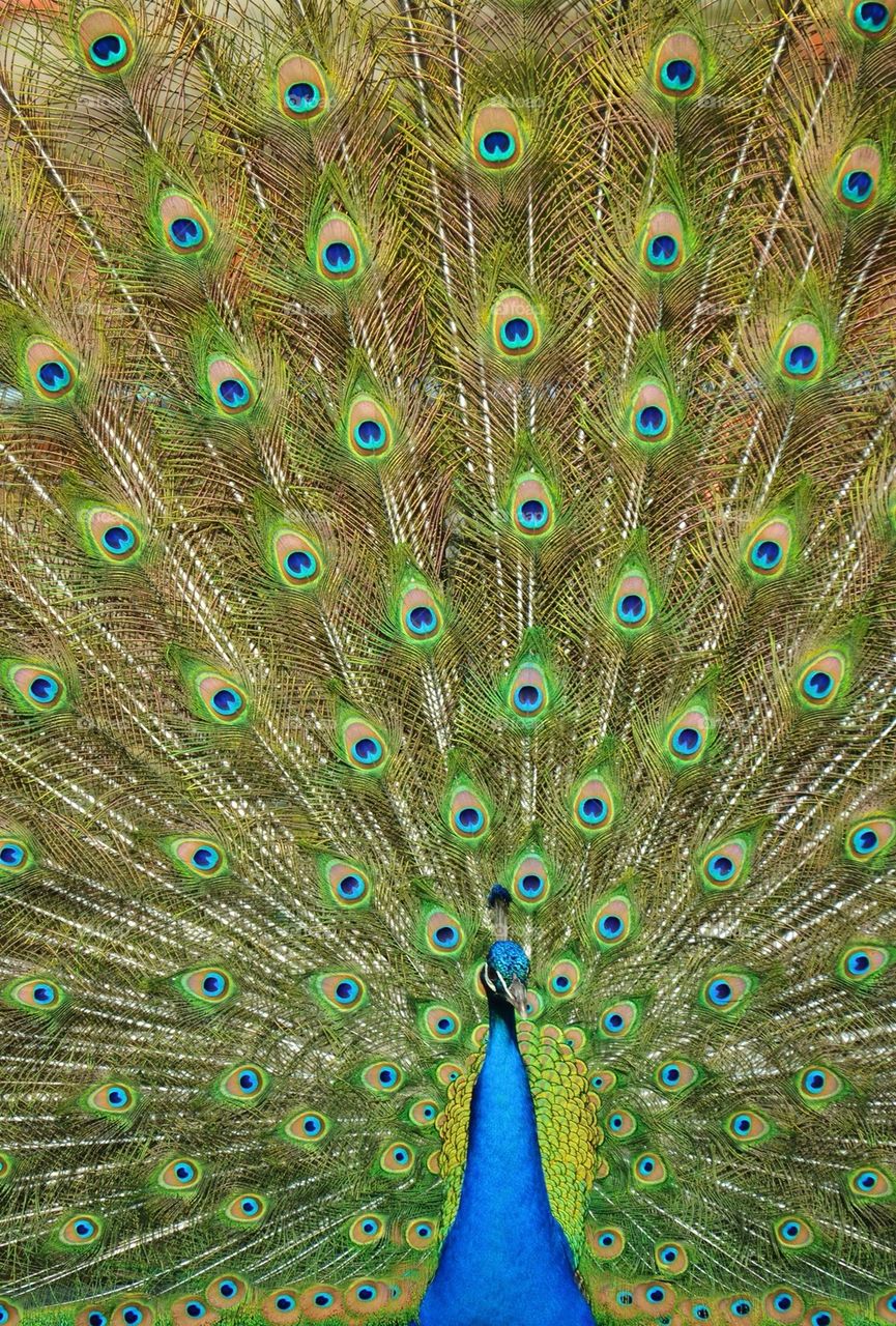 Peacock Tailfeathers