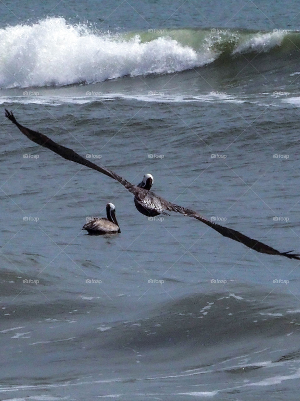 Two pelicans flying with waves in the background