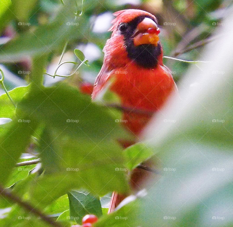 Male Cardinal With Berries. I photographed this beautiful cardinal eating berries in the backyard.