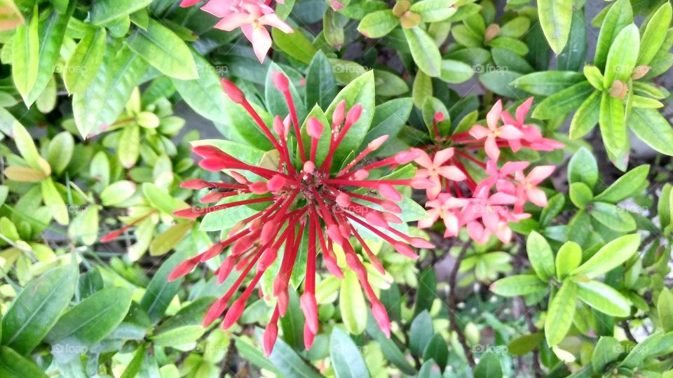 Red flower on the park