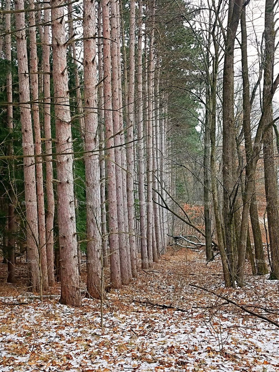 winter pine trees in a row