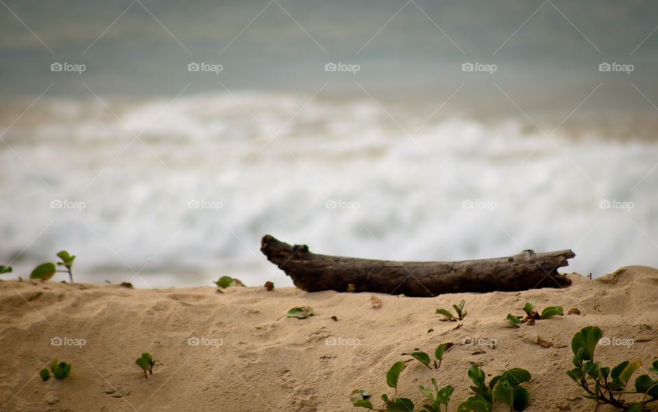 Log on the beach