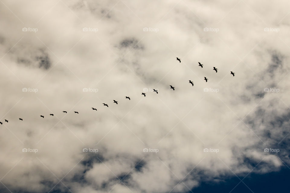 Pelican gaggle