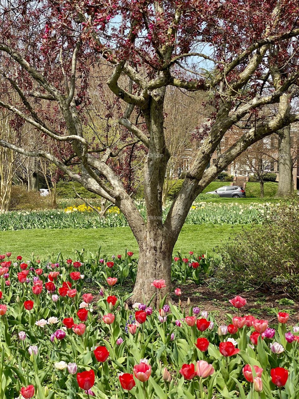 Colorful tulips surrounding a tree in a park