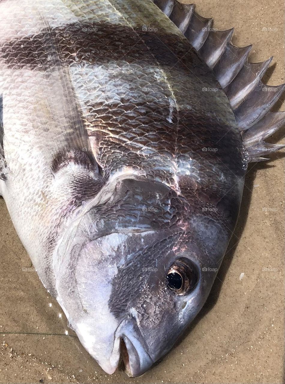 Better half caught this sheep head while surf fishing at Matagorda. He’s a pretty fish and pretty yummy!