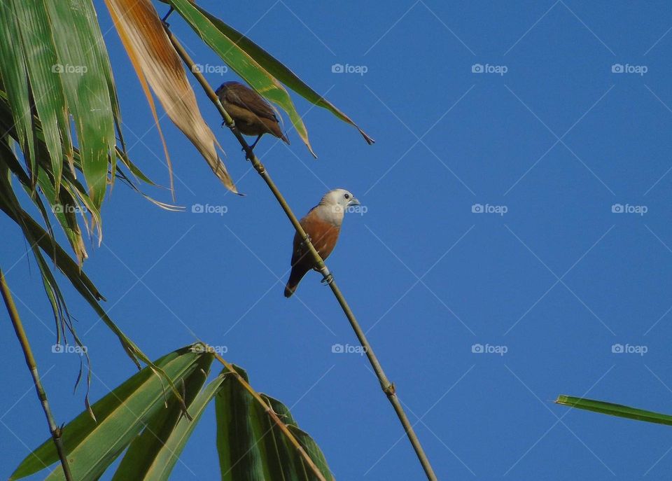 Pale - headed munia . Both of bird are one species category, pale headed-munia . Two types different plumage as known character as their age . The contrastly white - headed to look. palewith reddish , chocolate or brown is a mature.