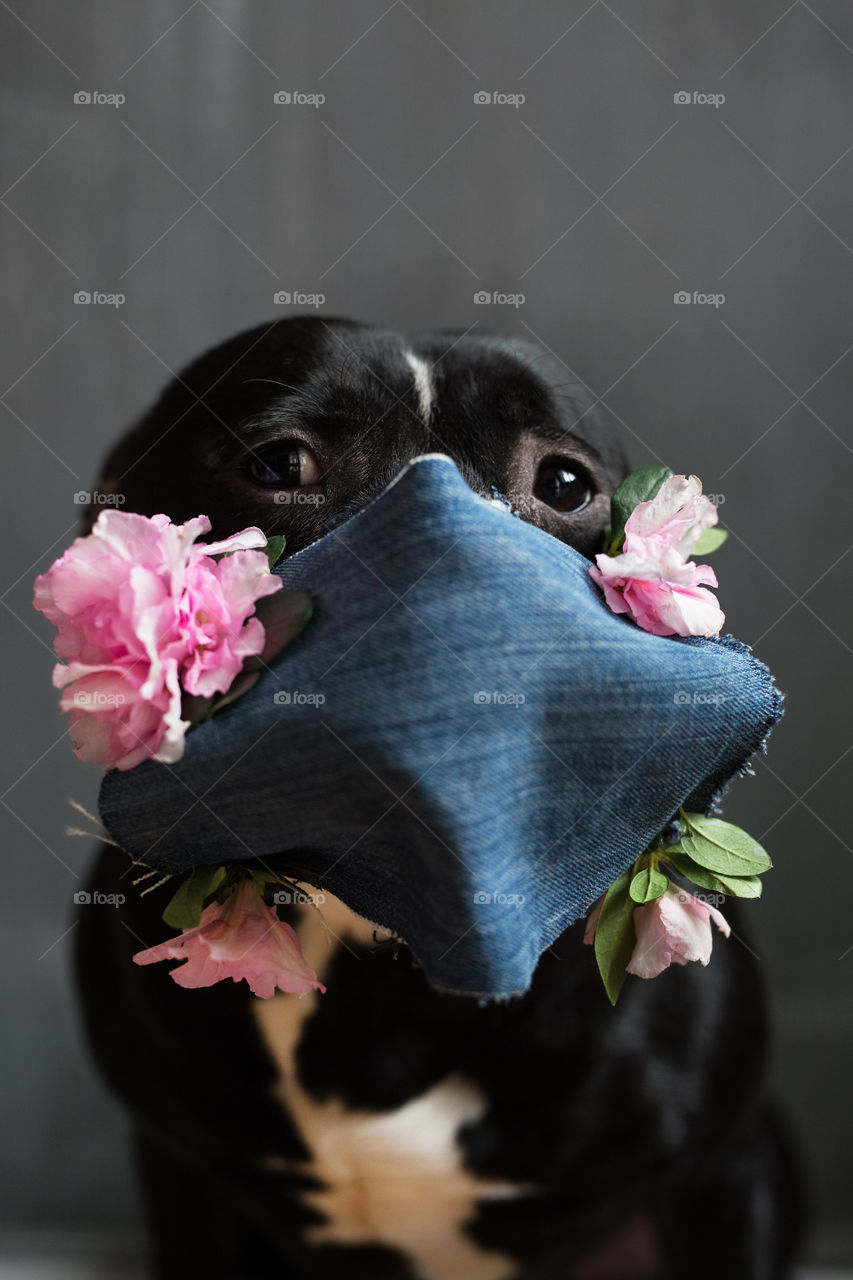 cute dog in mask