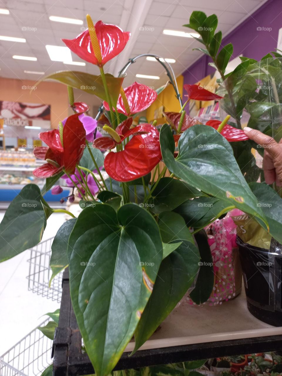 As flores e suas funções. As flores, além de alegrar e embelezar, elas garantem a atração de polonizadores; compensando a falta de mobilidade do vegetal.