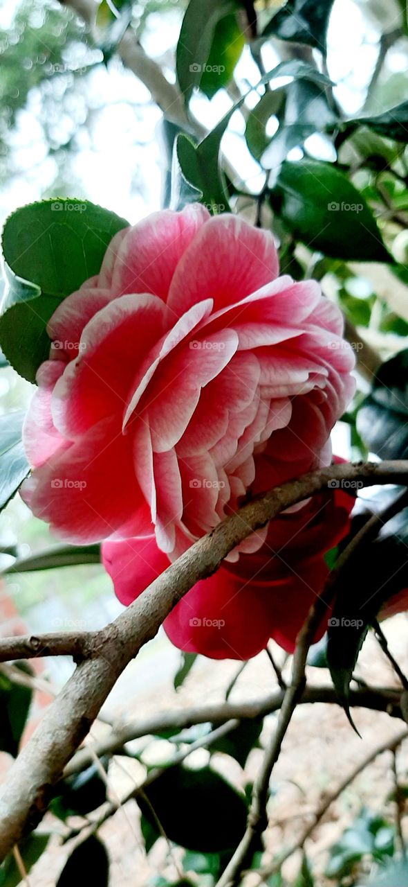 pink and red Camellia