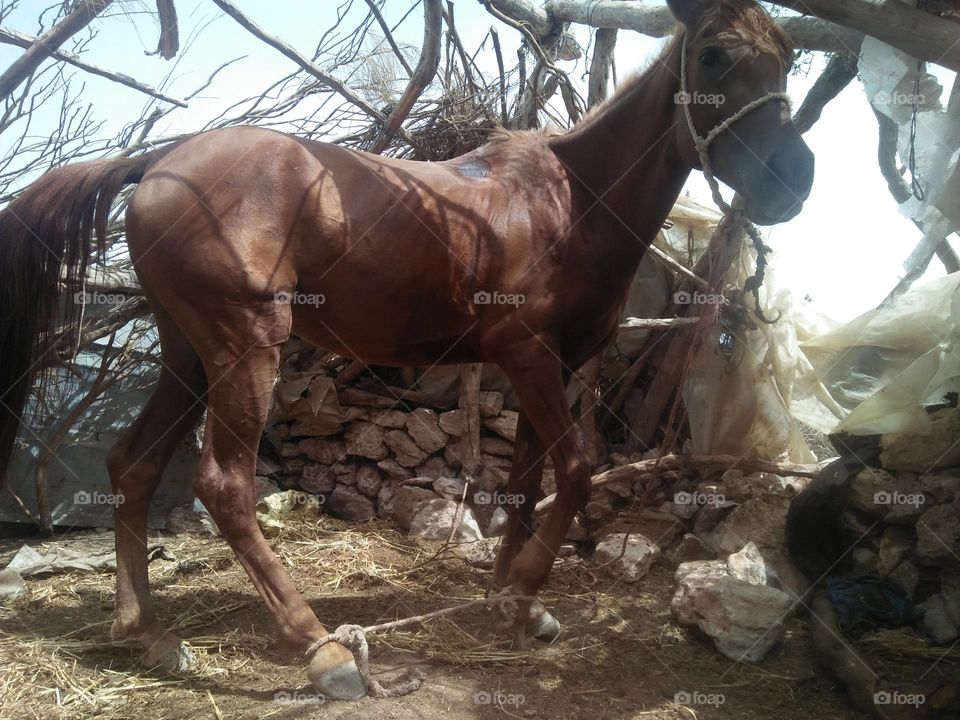 Beautiful brown horse looking at camera.