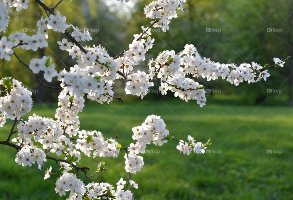 blooming branch tree white flowers spring nature