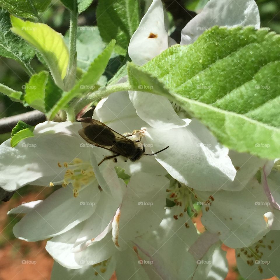 Apple blossom with bee