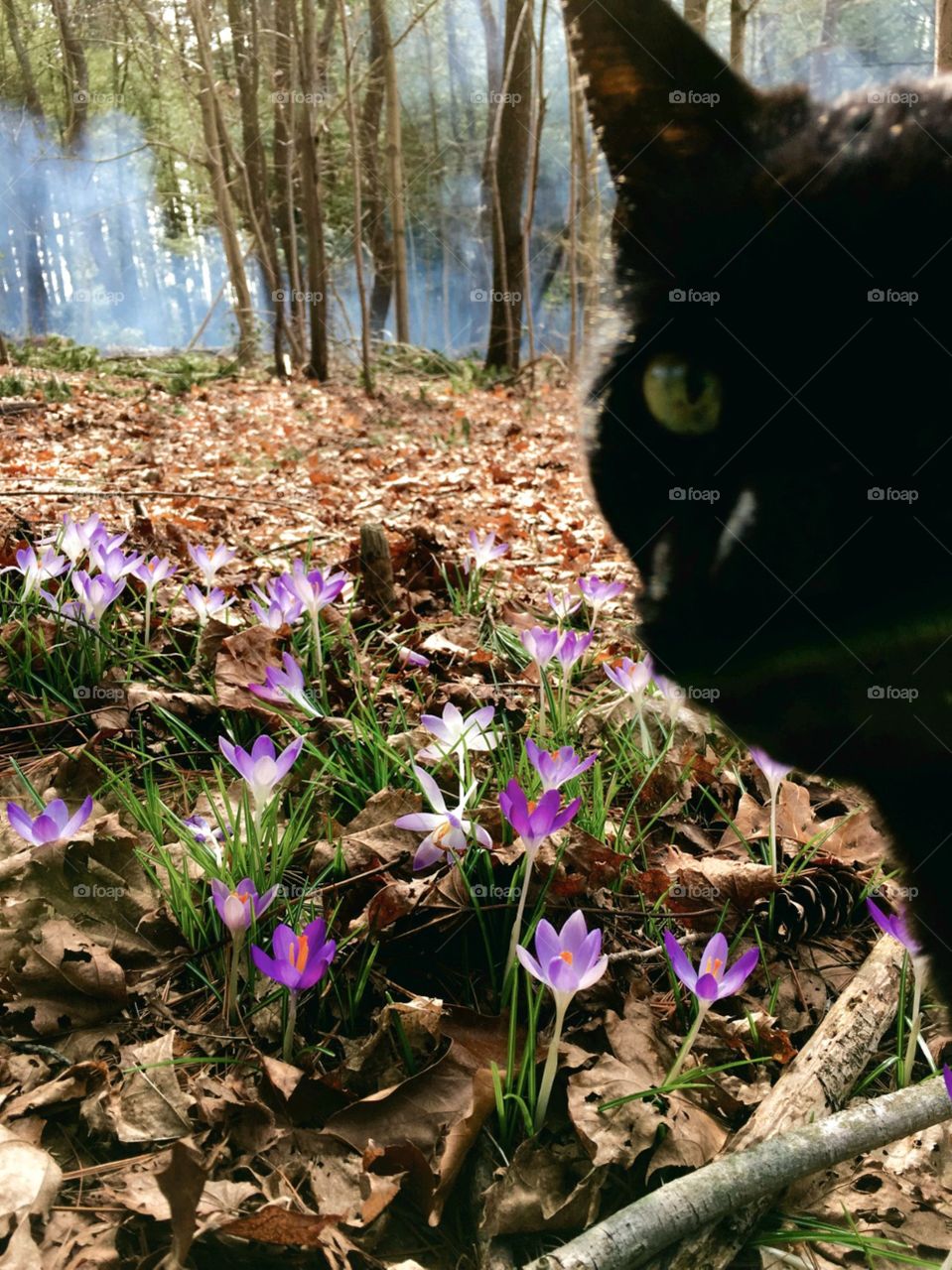 Black cat face with crocuses in the woods, early Spring with dense fog in background forest.