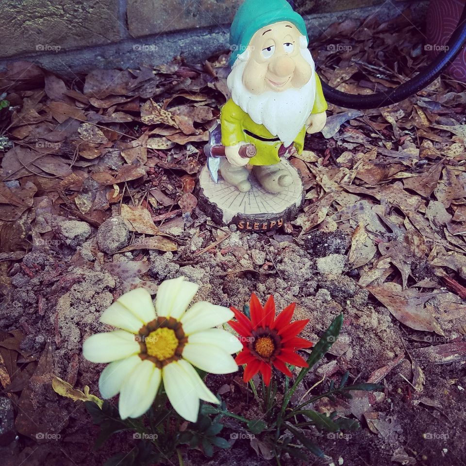 Sleepy Gnome protecting my flowers