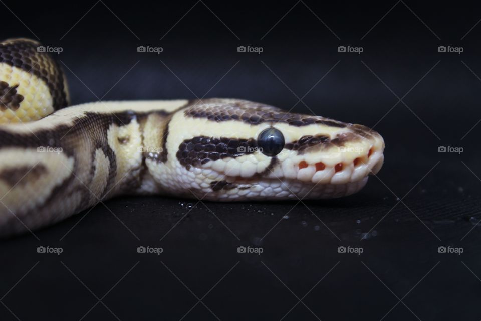 snake black Background
