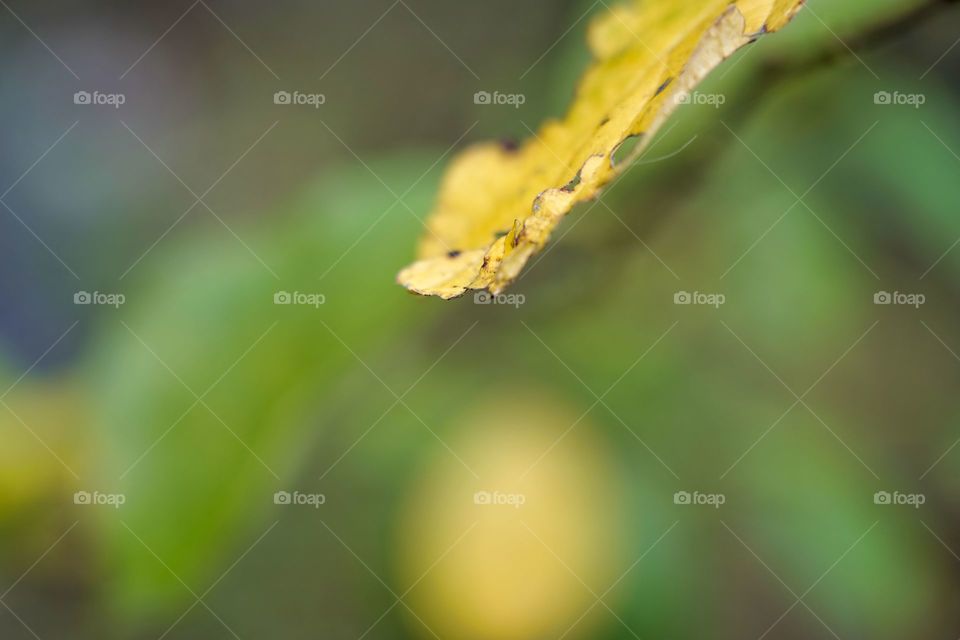 yellow leaf