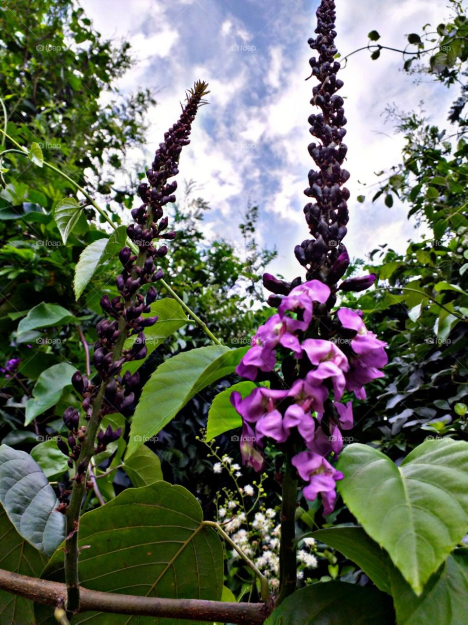 Belas e surpreendentes.