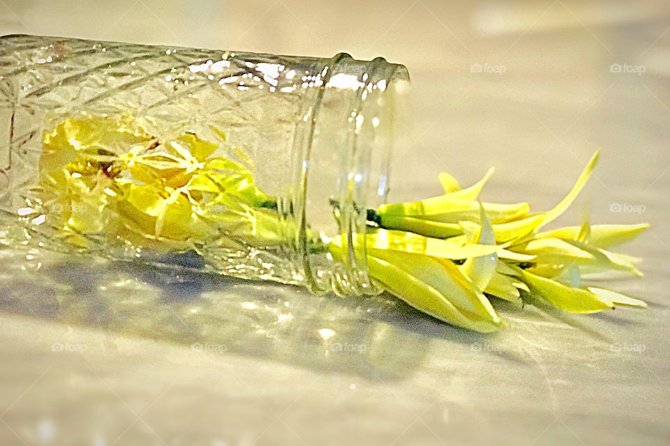 Michelia Alba/Magnolia Champaca 