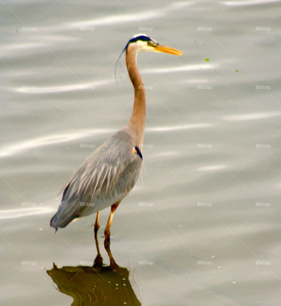 Waiting. Great blue heron